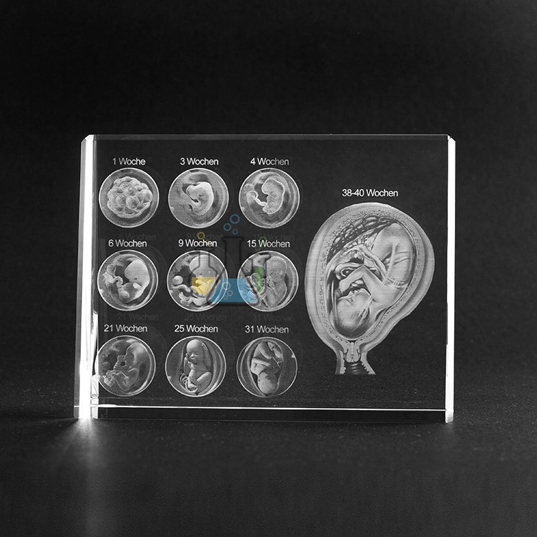 Pregnancy Weeks 1-40 2D Model in Glass